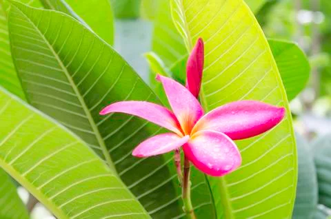 Frangipani Stock Photos