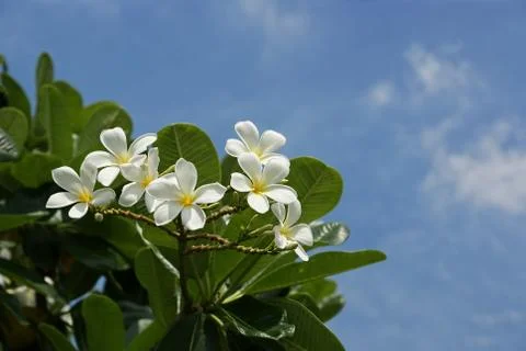Frangipani Stock Photos