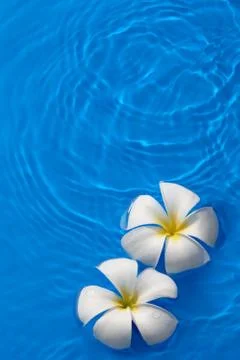 Frangipani Stock Photos