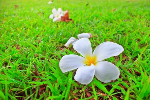 Frangipani Stock Photos