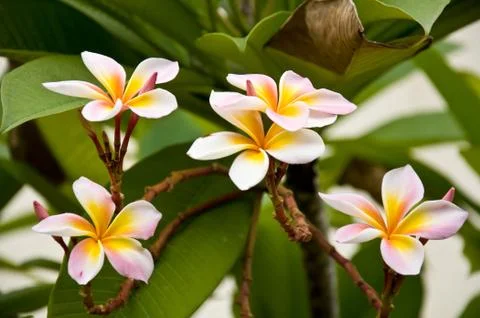 Frangipani Stock Photos