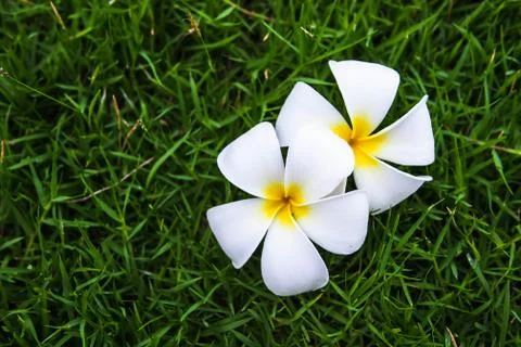Frangipani Stock Photos