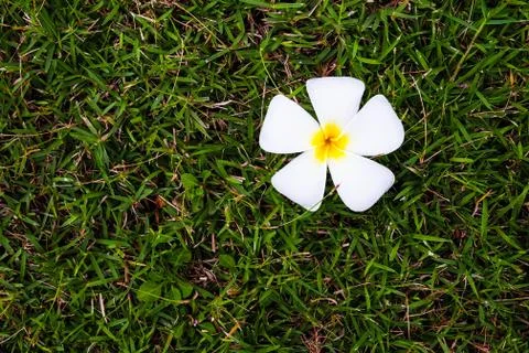 Frangipani Stock Photos