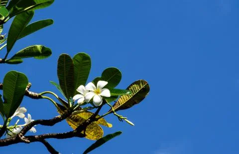 Frangipani Stock Photos