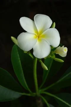 Frangipani 스톡 사진