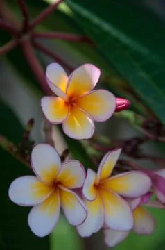 Frangipani Stock Photos