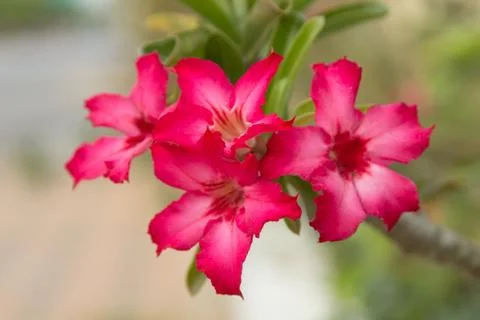 Frangipani. Stock Photos