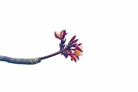 Frangipani 스톡 사진
