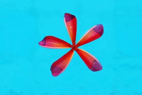 Frangipani Stock Photos