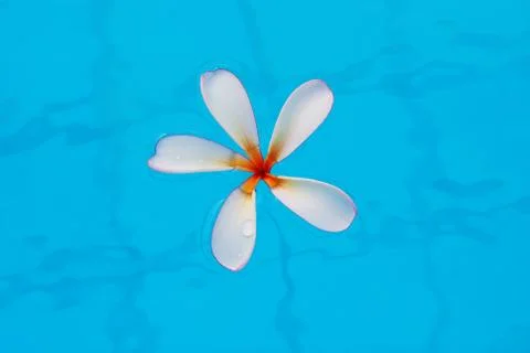 Frangipani Stock Photos