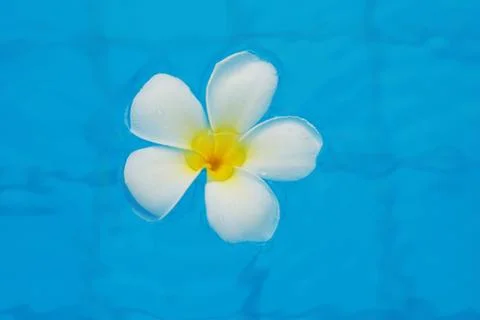 Frangipani Stock Photos