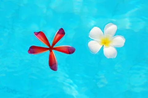 Frangipani Stock Photos