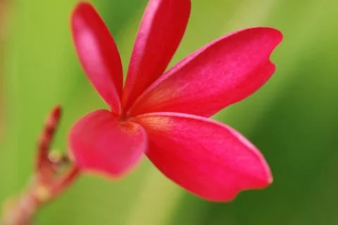 Frangipani Stock Photos