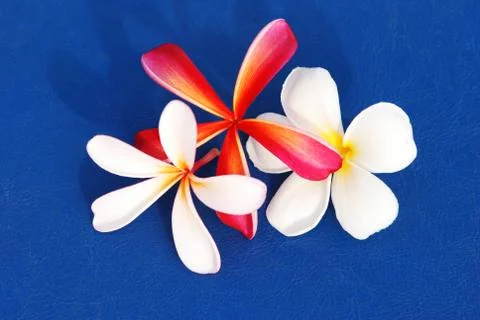 Frangipani Stock Photos