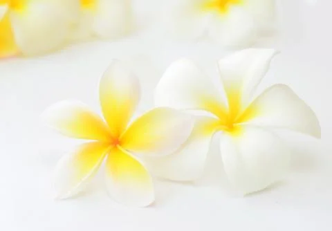 Frangipani Stock Photos