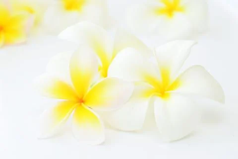 Frangipani Stock Photos