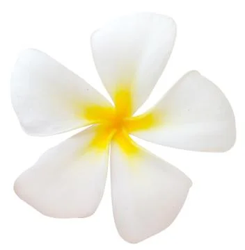 Frangipani Stock Photos
