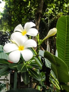 Frangipani 写真素材