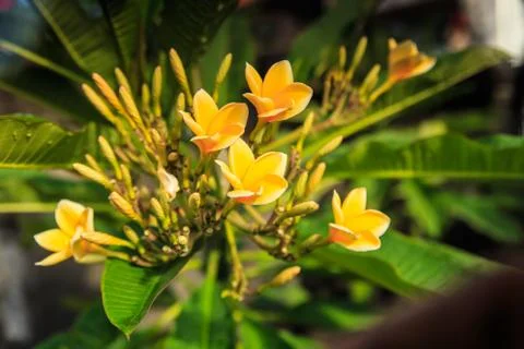 Frangipani Stock Photos