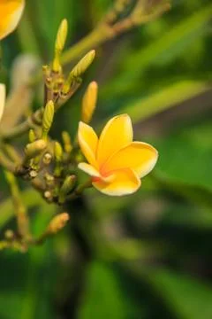 Frangipani Stock Photos