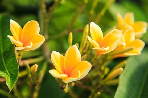 Frangipani Stock Photos