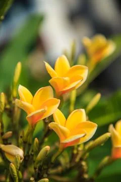 Frangipani Stock Photos