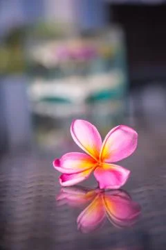 Frangipani Stock Photos