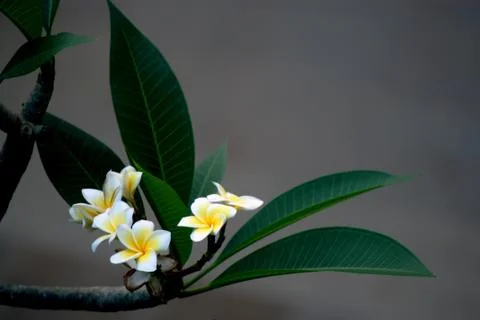 Frangipani Stock Photos