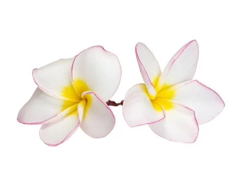Frangipani Stock Photos