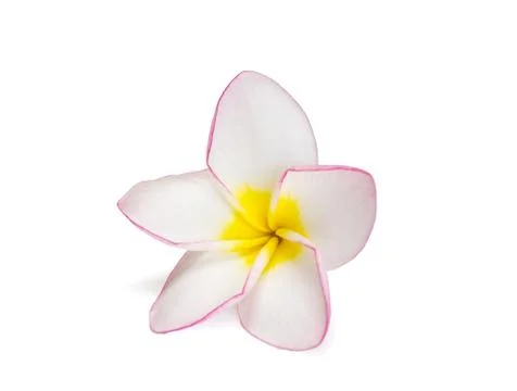 Frangipani Stock Photos
