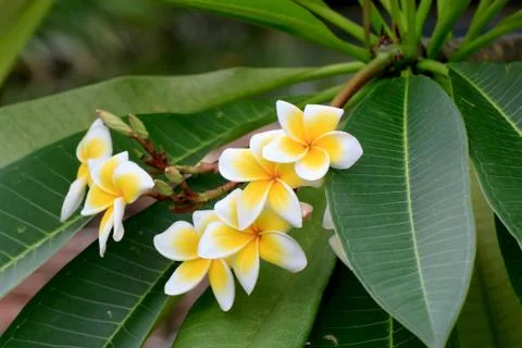 Frangipani Foto stock