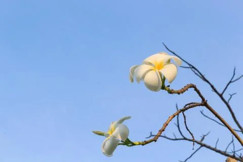 Frangipani Stock Photos