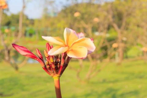 Frangipani Stock Photos