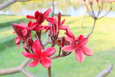 Frangipani Foto stock