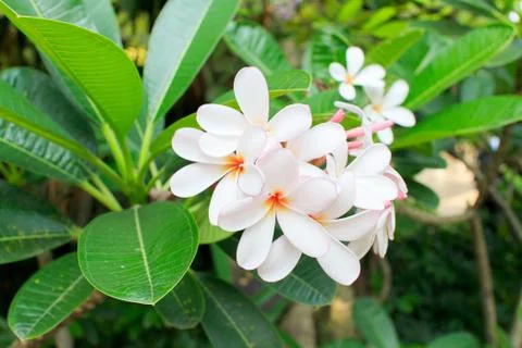 Frangipani Stock Photos