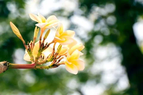 Frangipani Stock-Fotos