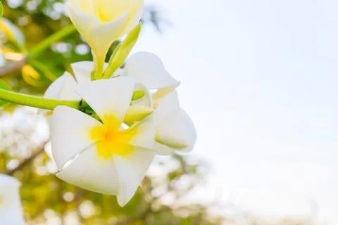 Frangipani Stock Photos