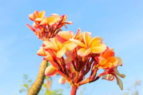 Frangipani Stock Photos