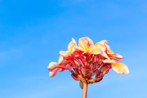 Frangipani Stock Photos