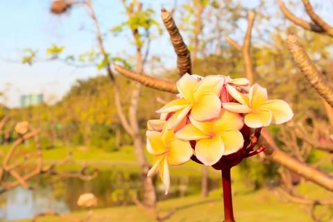Frangipani Stock Photos