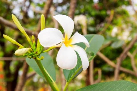 Frangipani Stock Photos