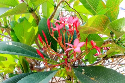 Frangipani Foto stock