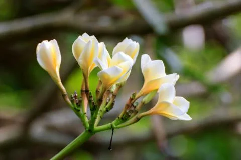 Frangipani Foto stock