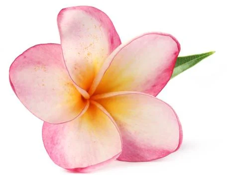 Frangipani Stock Photos