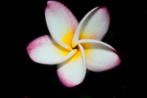 Frangipani Foto stock