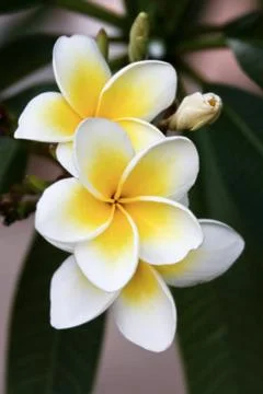 Frangipani Foto stock