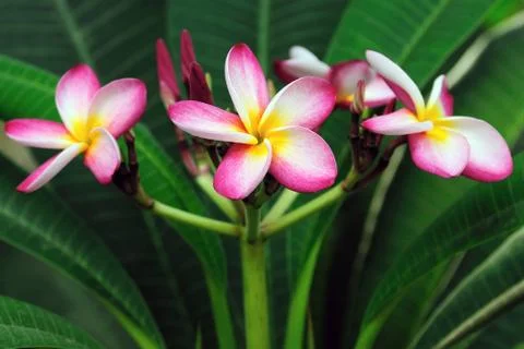Frangipani Foto stock