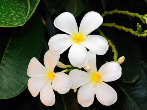 Frangipani Stock Photos