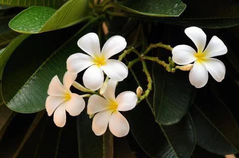 Frangipani Stock Photos