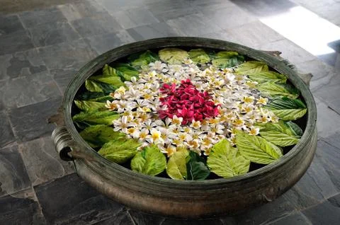 Frangipani Stock Photos